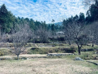 Plot for sale in Naggar